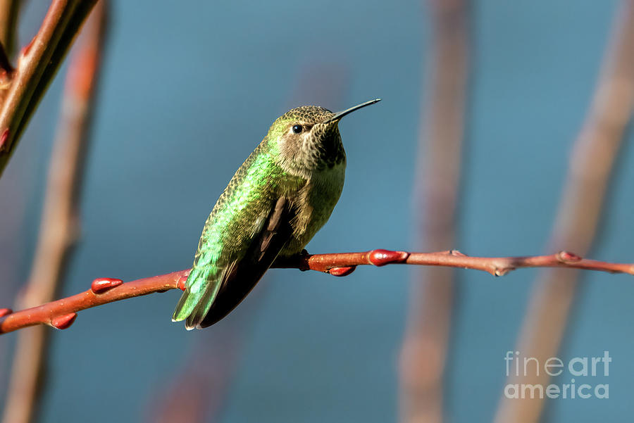 Hummingbird Photograph - Annas Hummingbird Female by Michael Dawson
