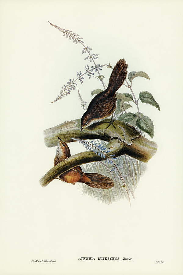 John Gould Drawing - Rufescent Scrub-Bird, Atrichia rufescens by John Gould