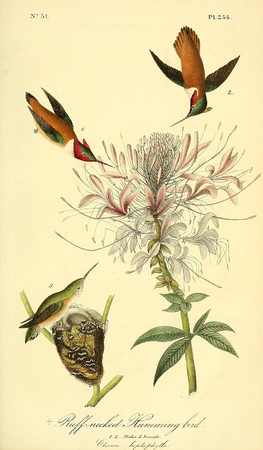 Ruff necked Hummingbird Mixed Media by World Art Collective