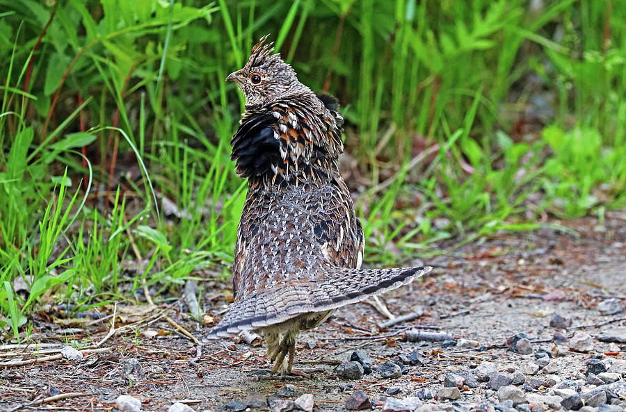 Ruffed Grouse Display Photograph by Debbie Oppermann