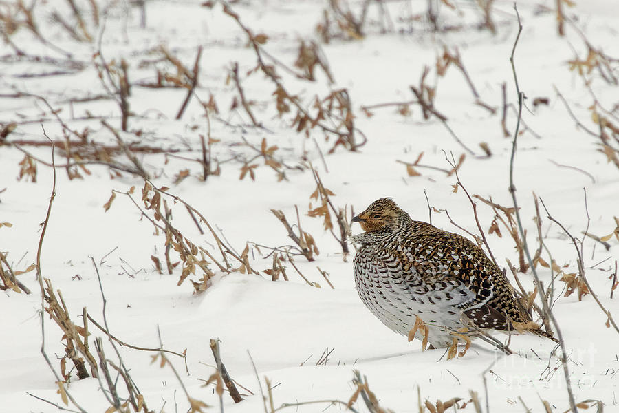 Sharp Tailed Grouse in December Photograph by Natural Focal Point Photography