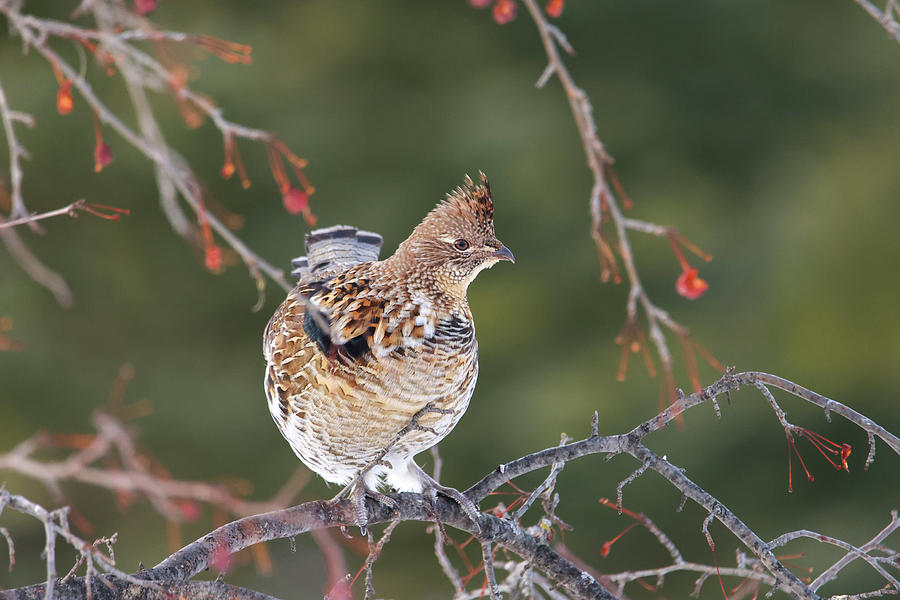 Ruffed Grouse In Pin Cherry Tree Photograph by Brook Burling