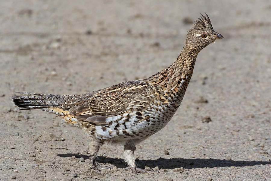 Ruffed Grouse in the Gros Ventre Photograph by Kathleen Bishop