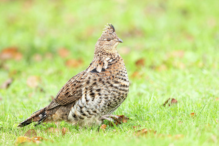 Ruffed Grouse Photograph by Jan Luit - Fine Art America