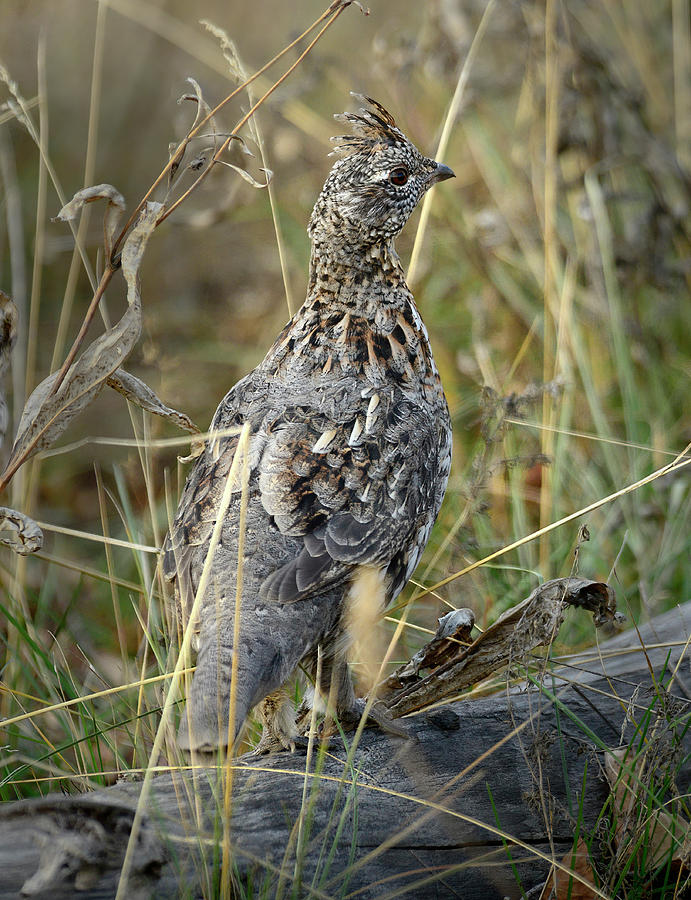 Ruffed Grouse on Log Photograph by Cindy McIntyre | Pixels