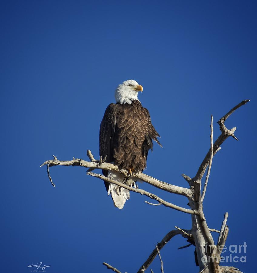 Ruffled Bald Eagle Photograph