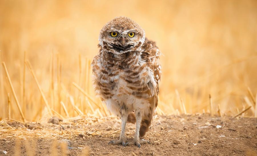 Ruffled Burrowing Owl Photograph by Lynn Hopwood