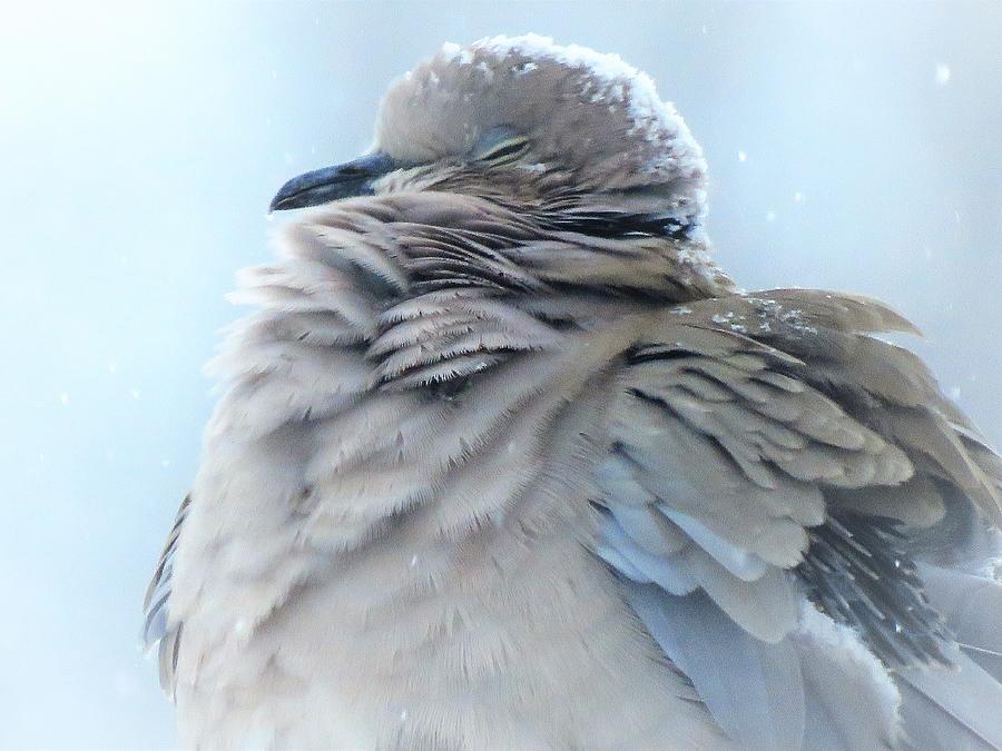 Ruffled Dove  Photograph by Lori Frisch