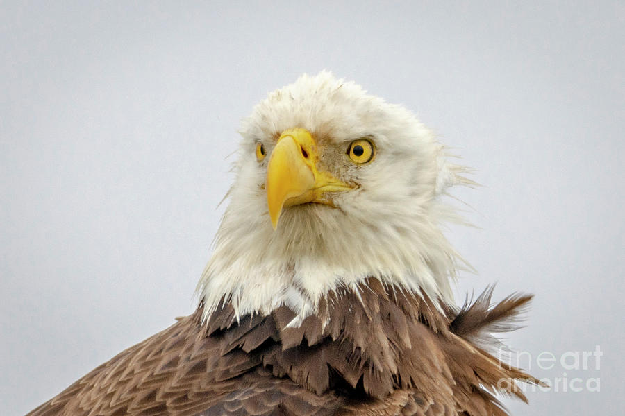 Ruffled Feathers Eagle Portrait Photograph by Tom Claud