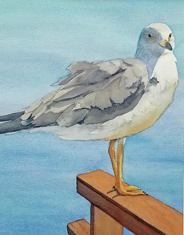 Seagull Painting - Ruffled Feathers by Judy Mercer