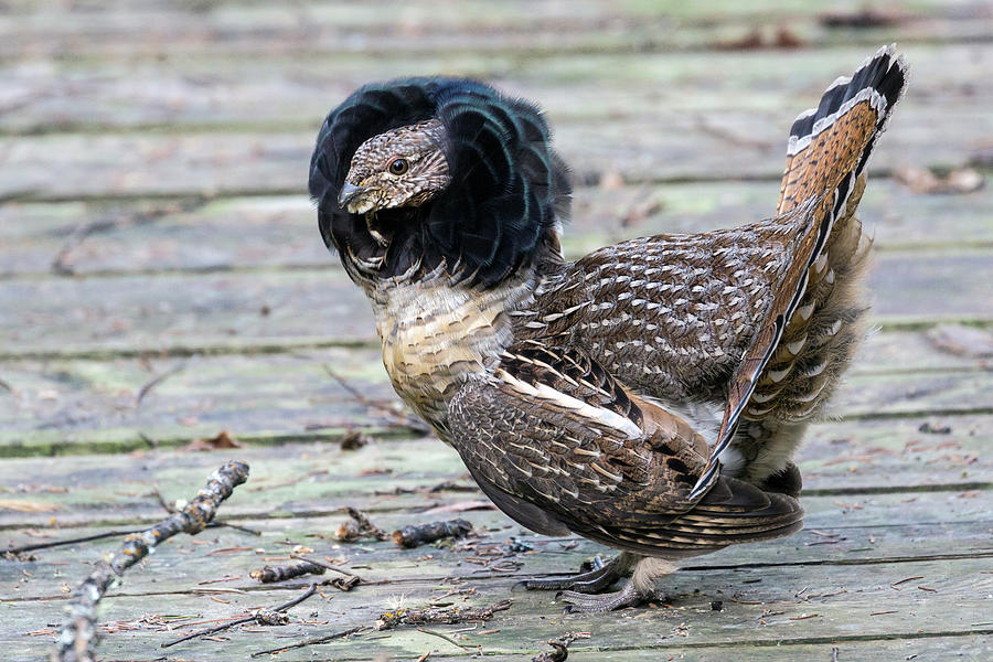 Ruffled Grouse in Voyageurs National Park Photograph by Patrick Barron ...