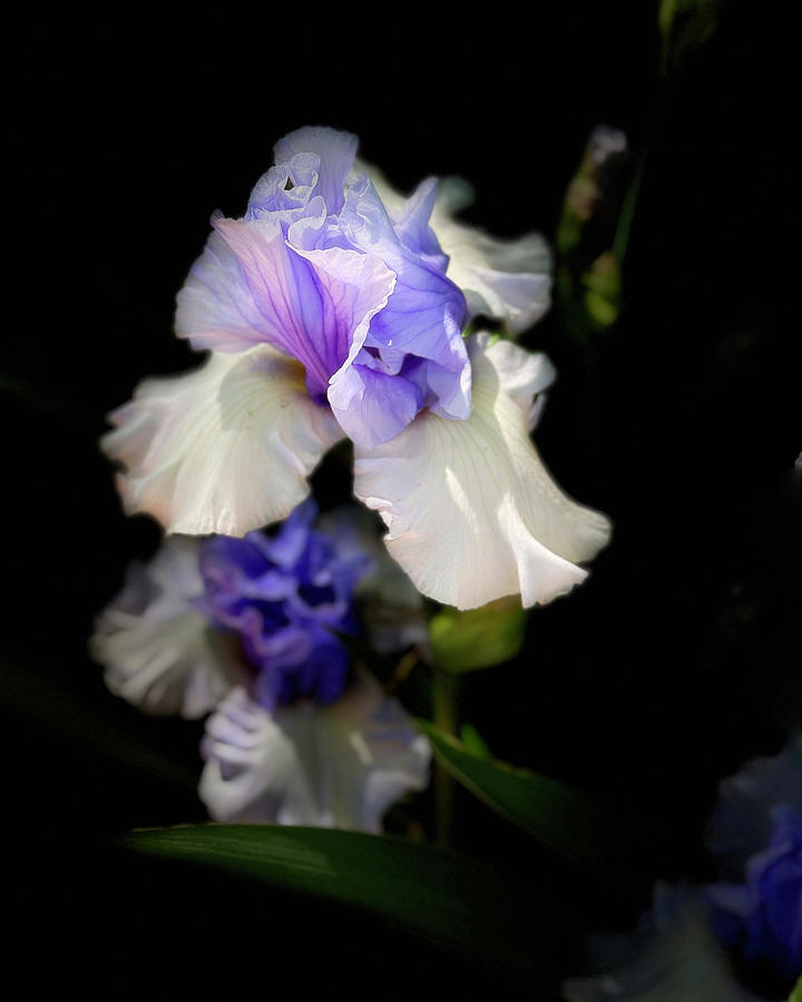 Ruffled iris Purple and White Photograph by Ann Powell