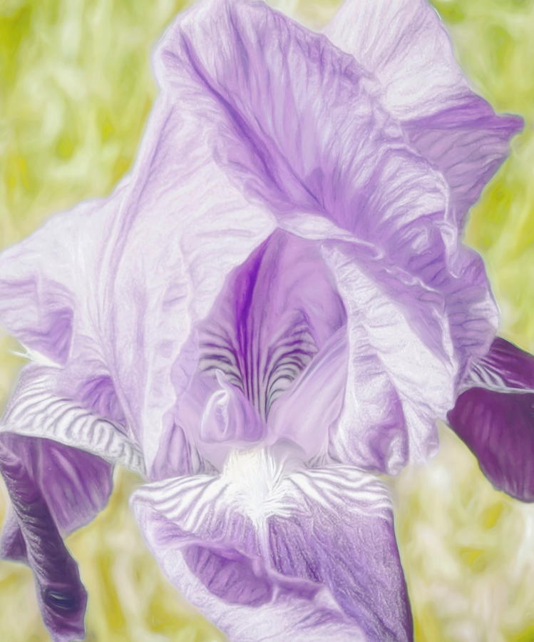  Ruffled Iris Photograph by Susan Hope Finley