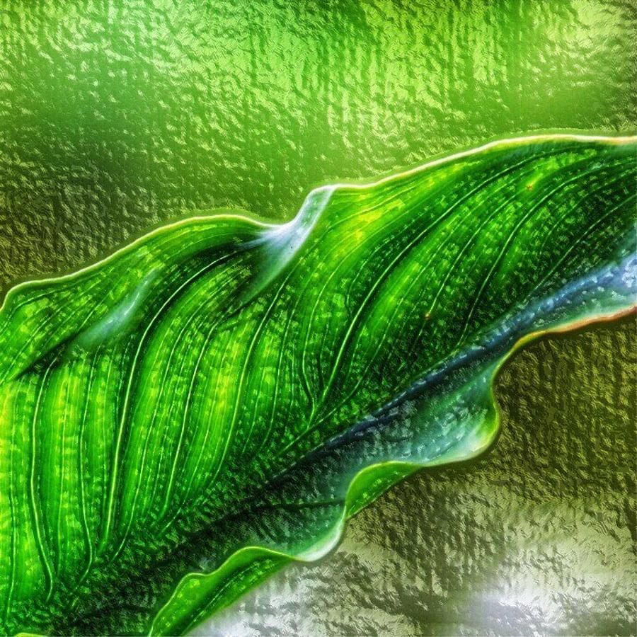 Ruffled Leaf II Photograph by Bonnie Bruno