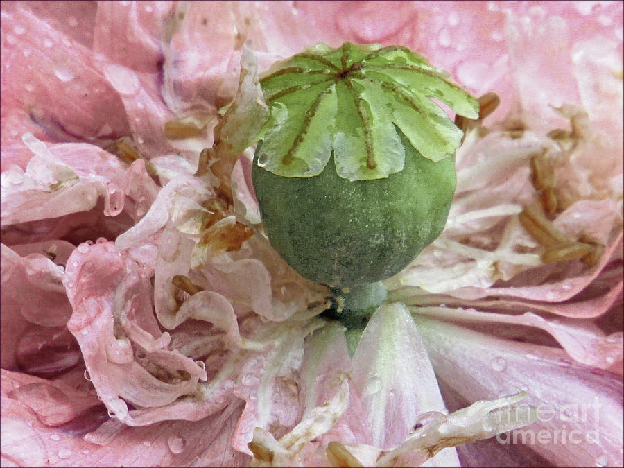 Ruffled Poppy Macro Photograph by Kim Tran