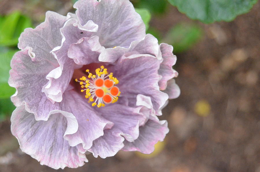 Ruffled Purple Hibiscus Photograph by Amy Fose