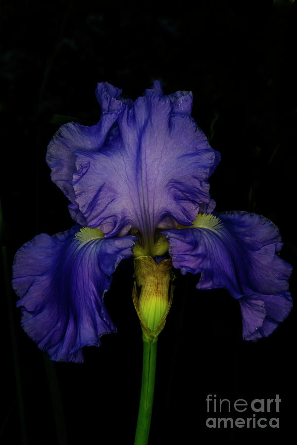 Ruffled Purple Iris Photograph by Barbara Bowen