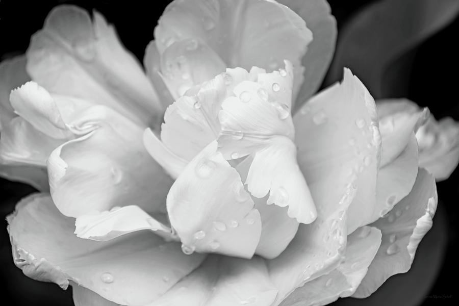 Ruffled Tulip Flower Black and White Photograph by Jennie Marie Schell