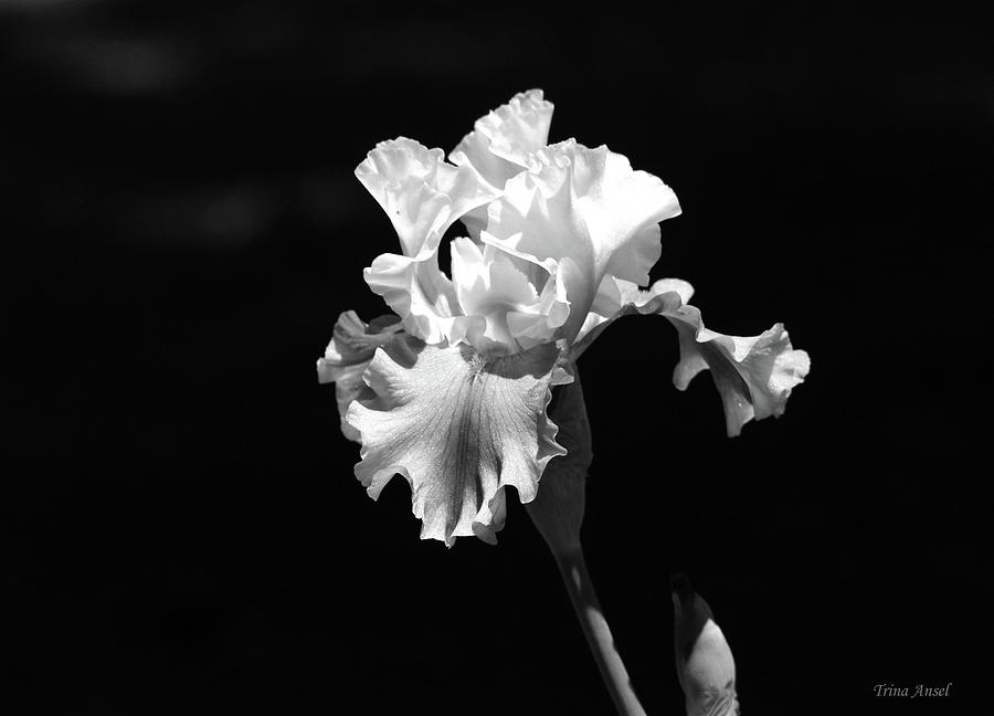 Ruffled Yellow and Purple Iris Black and White Photograph by Trina Ansel