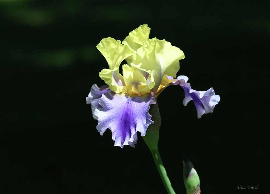 Ruffled Yellow and Purple Iris Photograph by Trina Ansel