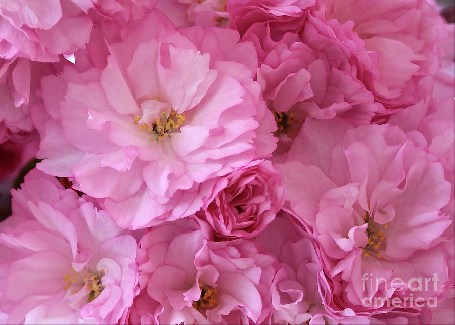 Ruffly Pink Blossoms Horizontal Photograph by Carol Groenen