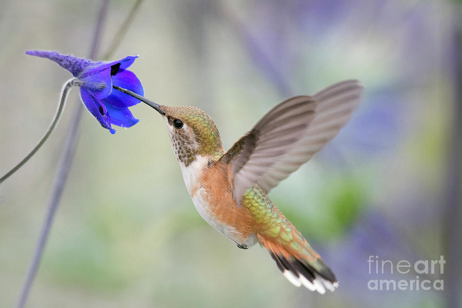 Rufous and Flower Photograph by Kristine Anderson