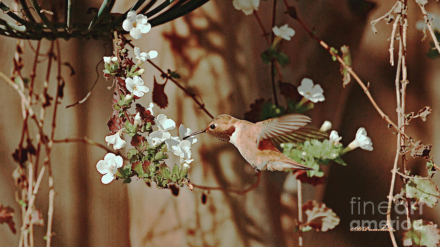 Rufous at the Basket Flower.  Photograph by Debby Pueschel