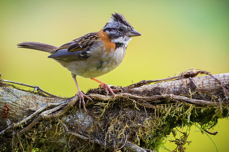Rufous Collared Sparrow Kairi Lodge Manizales Caldas Colombia Photograph by Adam Rainoff