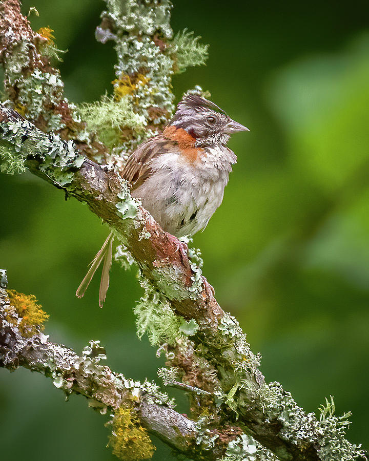 Rufous Collared Sparrow Ukuku Juntas Tolima Colombia Photograph by Adam Rainoff