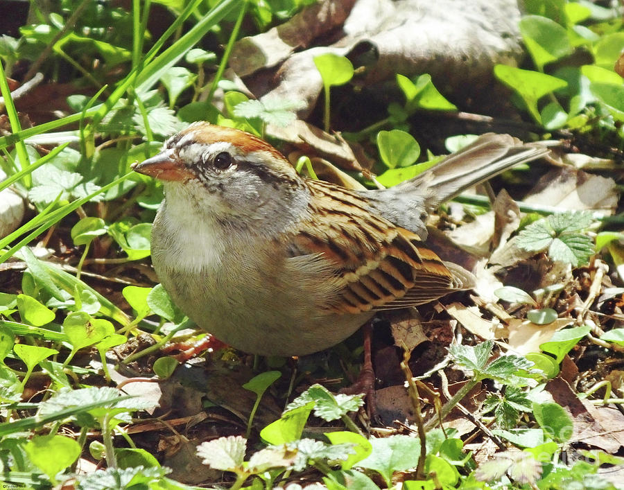 Chipping Sparrow Photograph by Lizi Beard-Ward