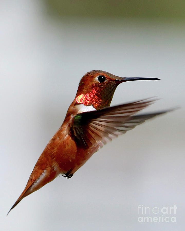 Rufous Flying Close Up Photograph by Carol Groenen