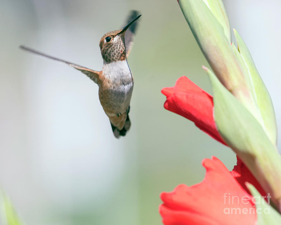 Rufous Flying Photograph by Kristine Anderson