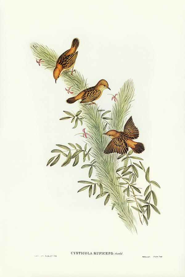 John Gould Drawing - Rufous-headed Warbler, Cysticola ruficeps by John Gould