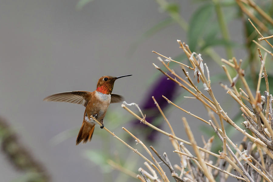 Rufous Hummingbird 1 Photograph by Alan Vance Ley