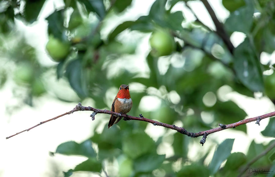 Rufous Hummingbird 1 Photograph by Debby Richards