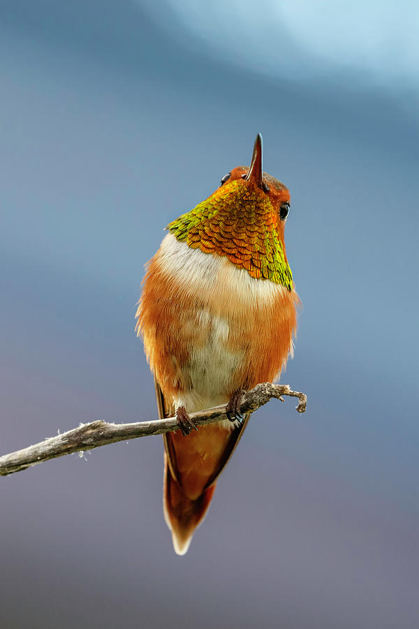 Rufous Hummingbird 1 Photograph by Wes and Dotty Weber