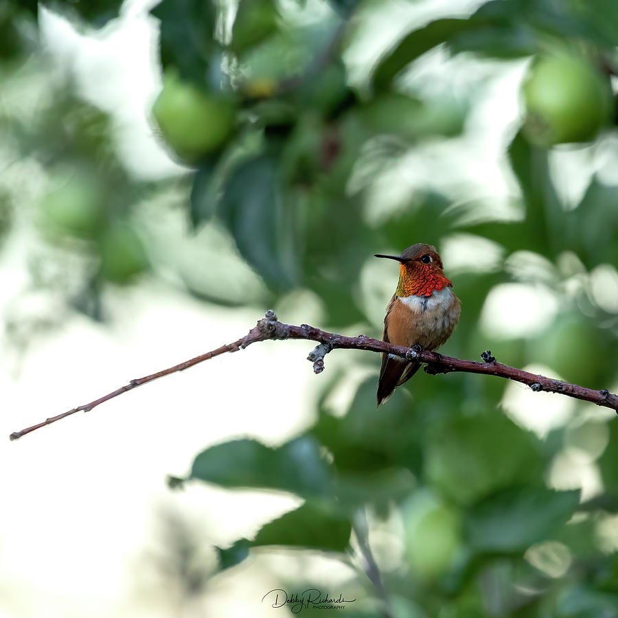 Rufous Hummingbird 2 Photograph by Debby Richards