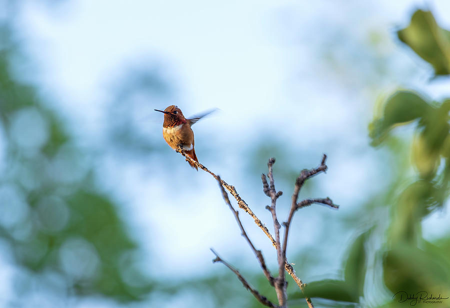 Rufous Hummingbird 5 Photograph by Debby Richards