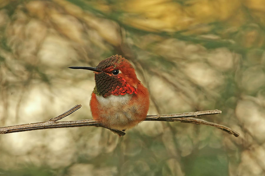 Rufous Hummingbird - After Migration Photograph by Peggy Collins