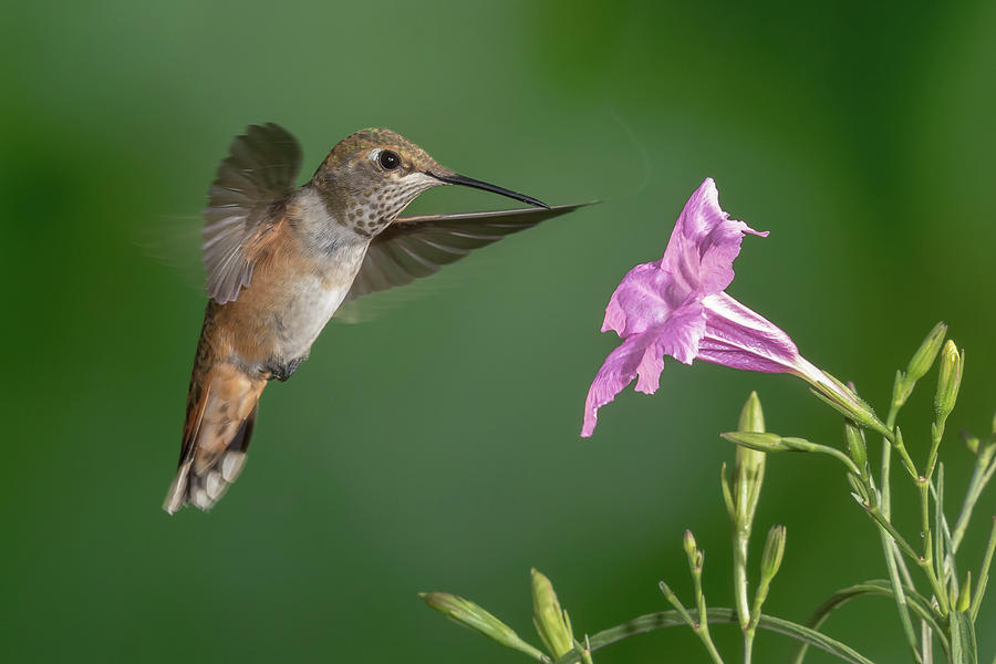 Rufous Hummingbird Ala Victrola Photograph