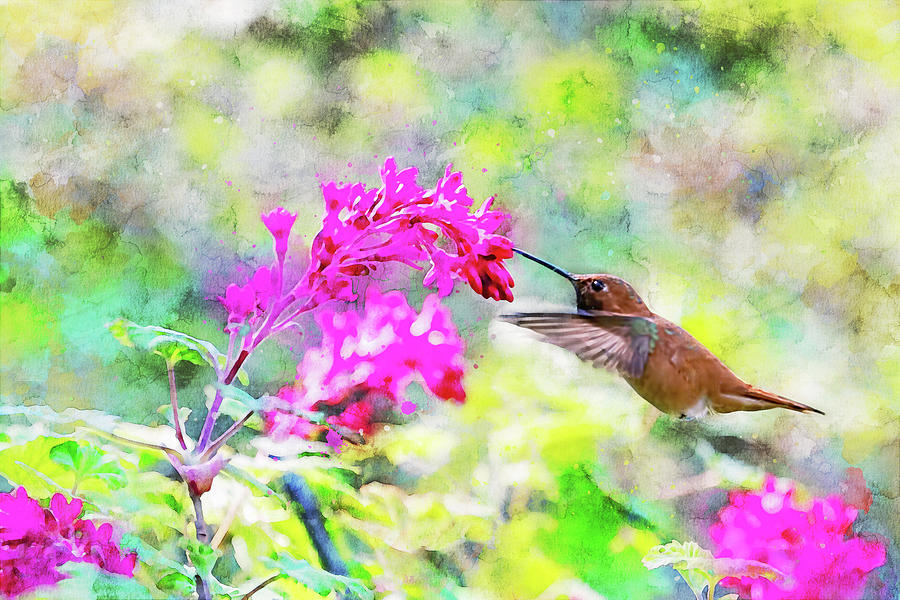 Rufous Hummingbird and Flowering Currant Photograph by Peggy Collins