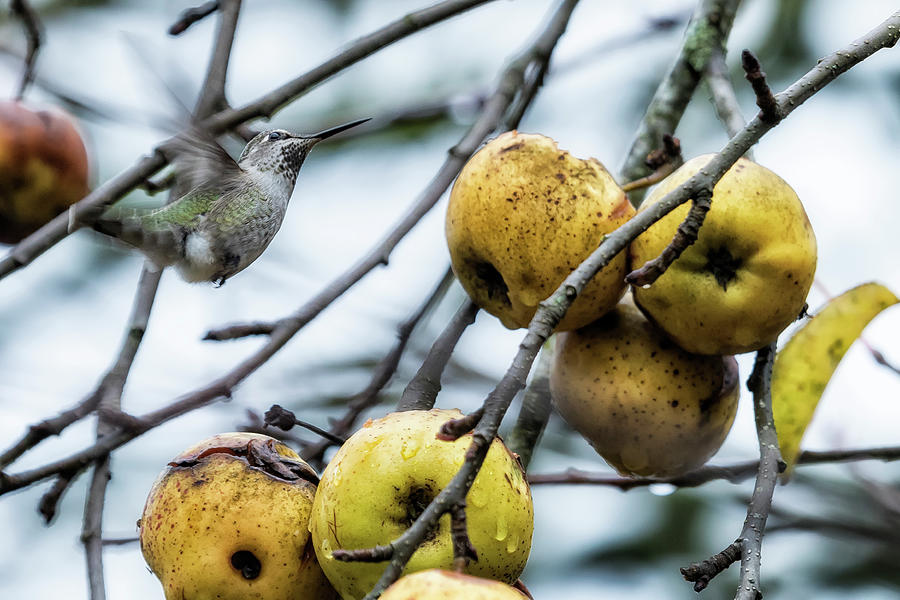 Rufous Hummingbird and Winters Apples Photograph by Belinda Greb