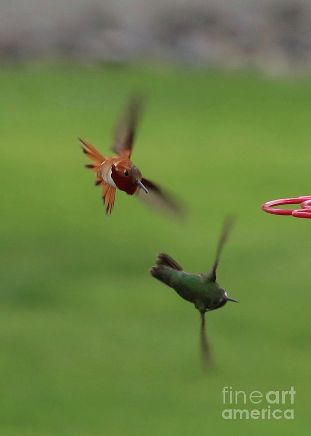 Rufous Hummingbird Attack Photograph by Carol Groenen
