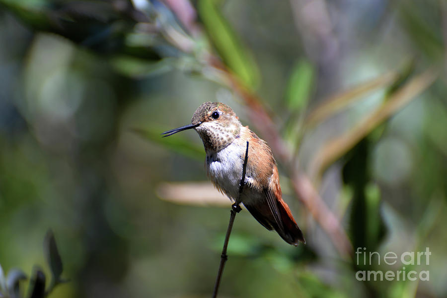 Rufous Hummingbird Photograph by Denise Bruchman