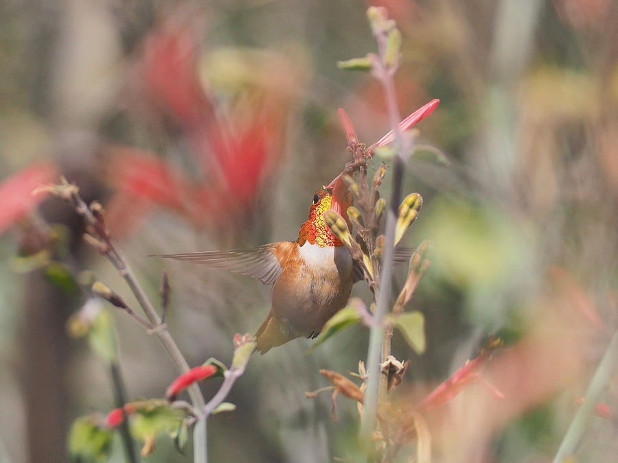 Rufous Hummingbird feeding inflight Photograph by Life Makes Art