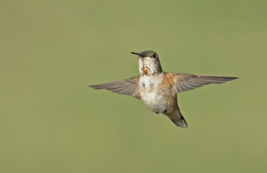 Rufous hummingbird hovering Photograph by Jack Nevitt
