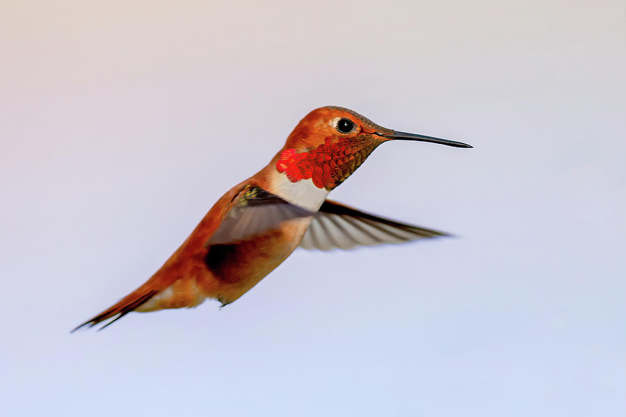 Rufous Hummingbird II Photograph by Jack Bell