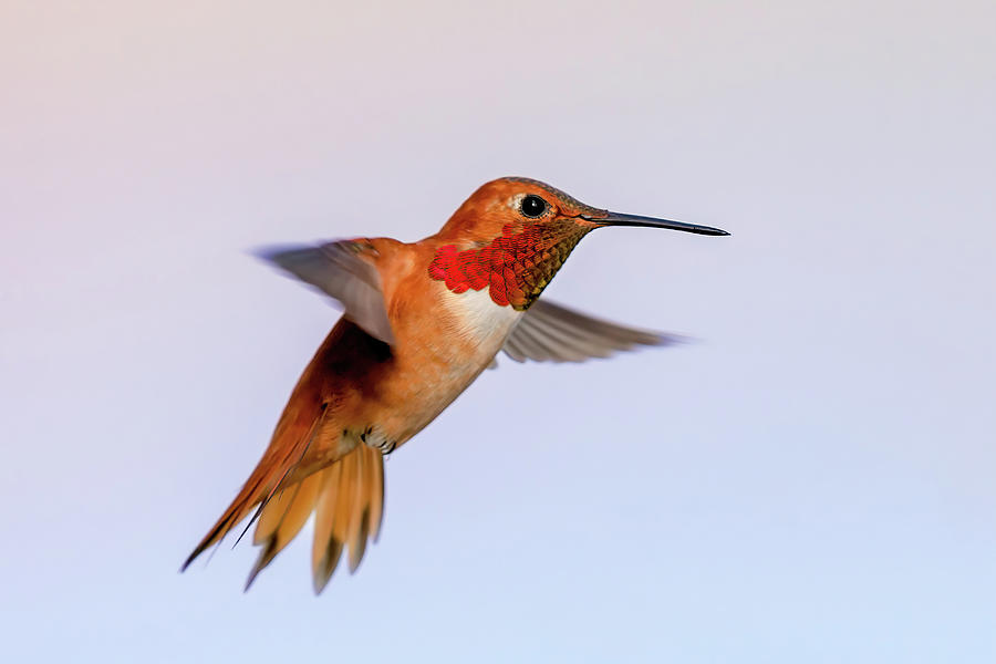 Rufous Hummingbird Photograph by Jack Bell