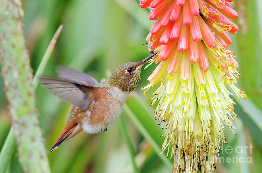 Rufous Hummingbird  Photograph by Kristine Anderson