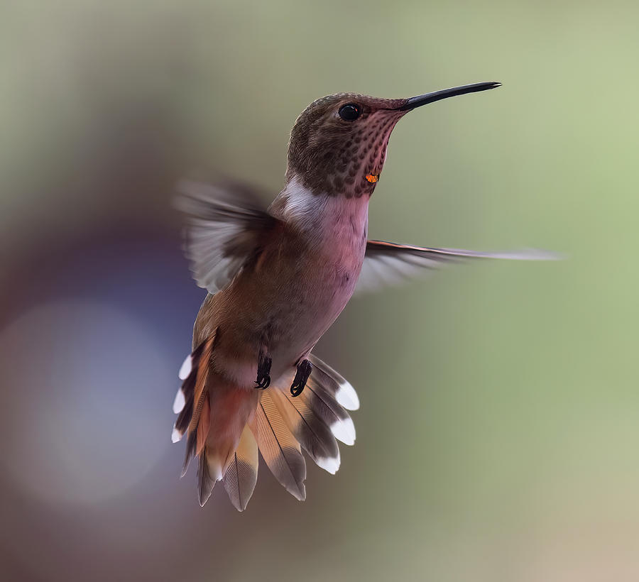 Rufous hummingbird Photograph by Lou Novick